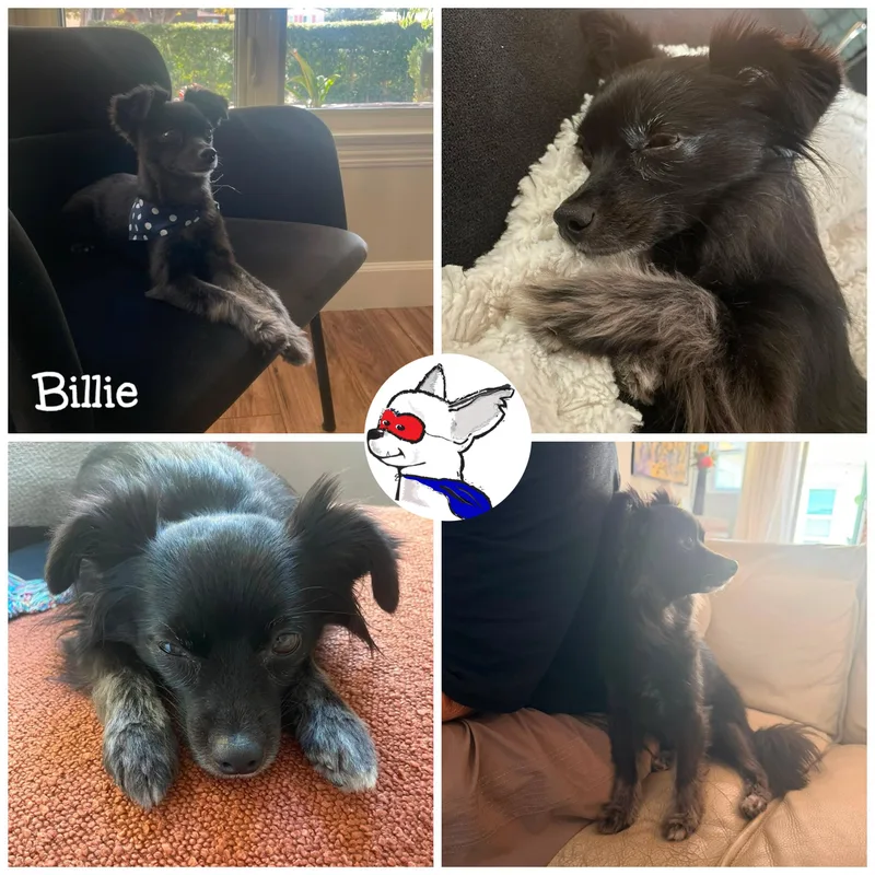 An adult small-sized female Black Chihuahua dog named Billie for adoption in Glendora, CA