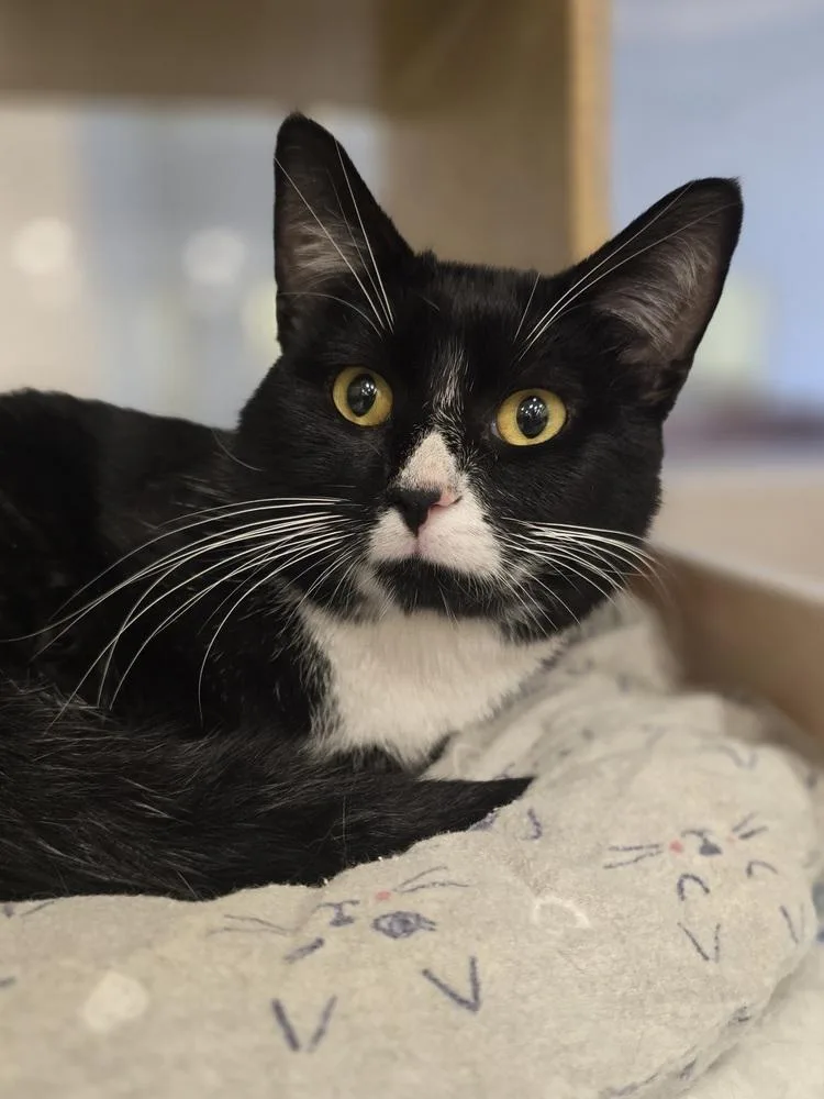 An adult medium-sized male Black & White / Tuxedo Domestic Short Hair cat named Cliff    for adoption in Metamora, IL
