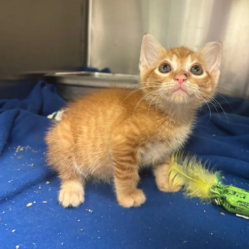 A baby small-sized male Orange / Red Domestic Short Hair cat named Fan Blade for adoption in Columbus, GA