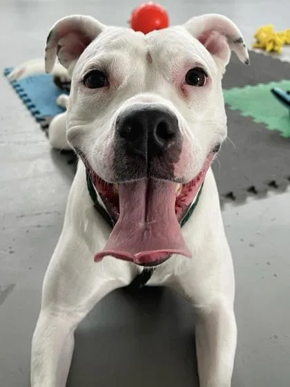 Snowflake thumbnail 2