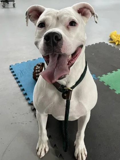 Snowflake thumbnail 3