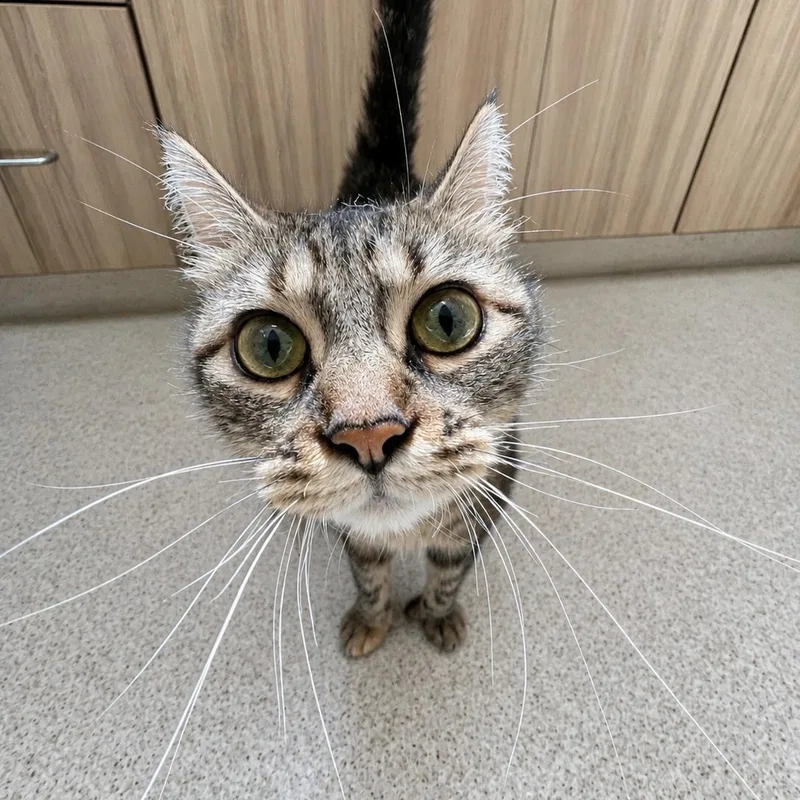 An adult medium-sized female Torbie Domestic Medium Hair cat named Mary Kay for adoption in Amsterdam, NY