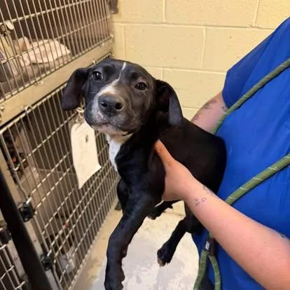 A baby medium-sized female Mixed Breed dog named Cruella for adoption in St. Albans, VT