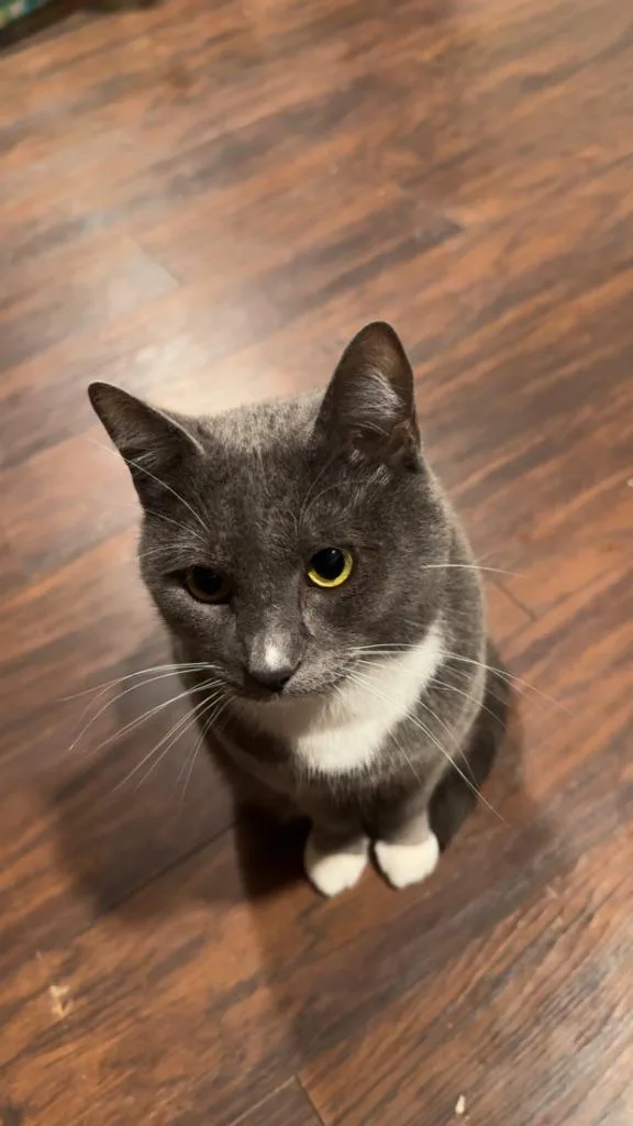 An adult small-sized male Domestic Short Hair cat named Olyver for adoption in Thousand Oaks, CA