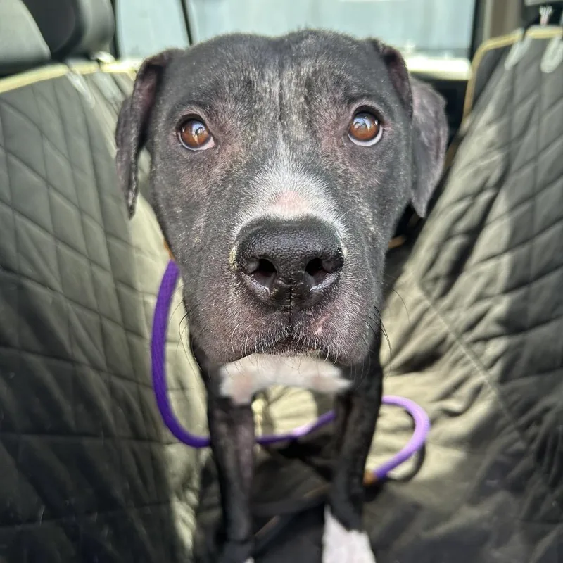 Zeke ~ Coming Soon!!! thumbnail 2