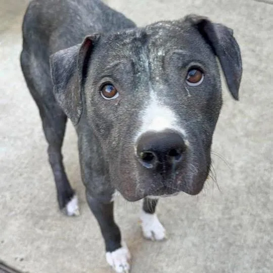 Zeke ~ Coming Soon!!! thumbnail 3