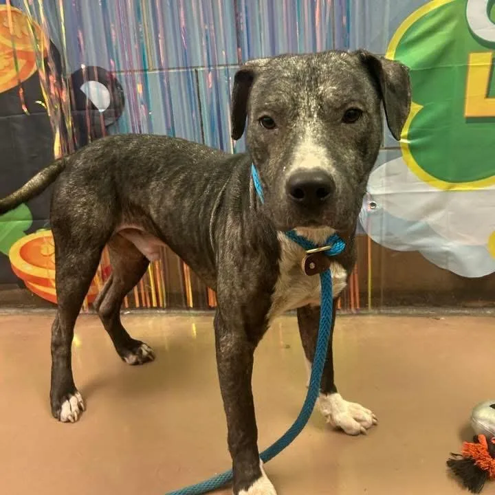 Zeke ~ Coming Soon!!! thumbnail 4