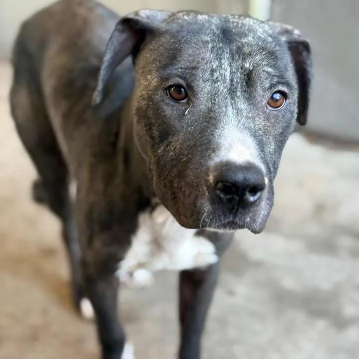 Zeke ~ Coming Soon!!! thumbnail 5