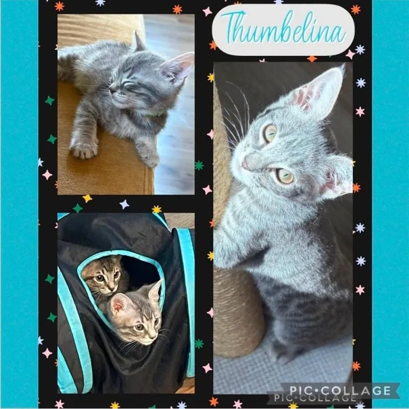 A baby small-sized female Gray / Blue / Silver Domestic Short Hair cat named Thumbelina for adoption in Orangevale, CA