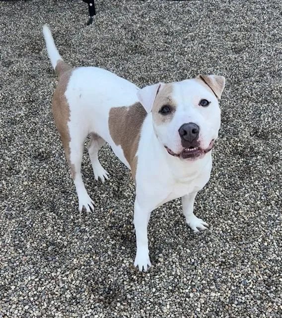 An adult medium-sized female American Staffordshire Terrier dog named Diamond for adoption in Kalamazoo, MI