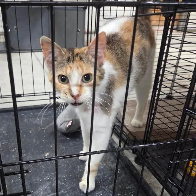 An adult small-sized female Calico Domestic Short Hair cat named Daphne for adoption in Rochester, MN