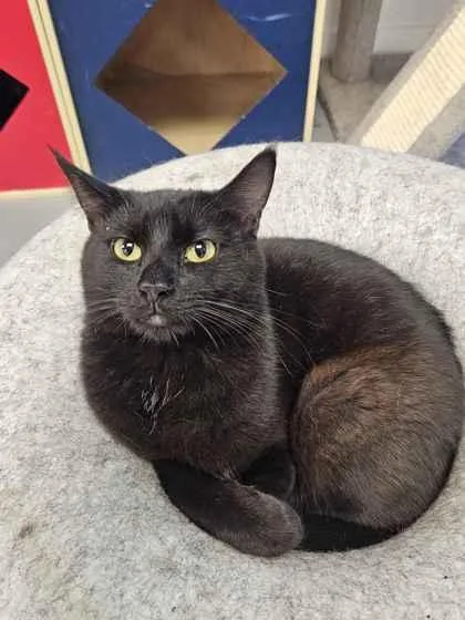 An adult medium-sized female Domestic Short Hair cat named Chilli for adoption in Mount Pleasant, IA