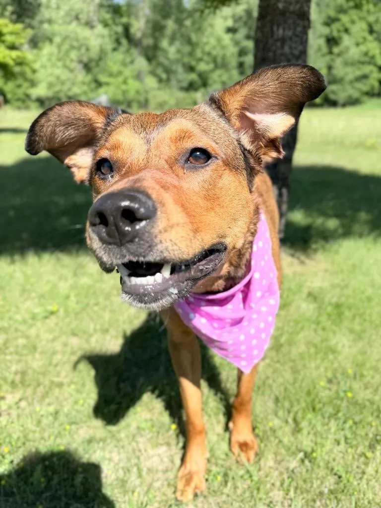 A young medium-sized female Mixed Breed dog named Toasty for adoption in Menomonie, WI