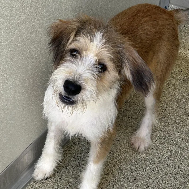 A young medium-sized female Yellow / Tan / Blond / Fawn Terrier dog named Ruby for adoption in Lenoir, NC