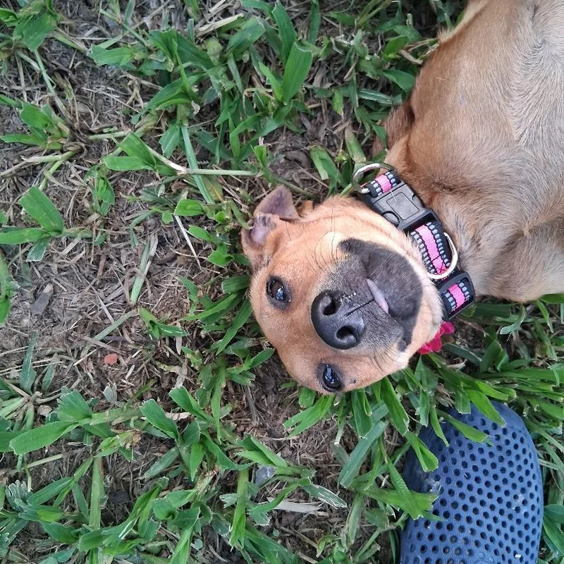 An adult small-sized female Chihuahua dog named Astrid for adoption in Albion, NY