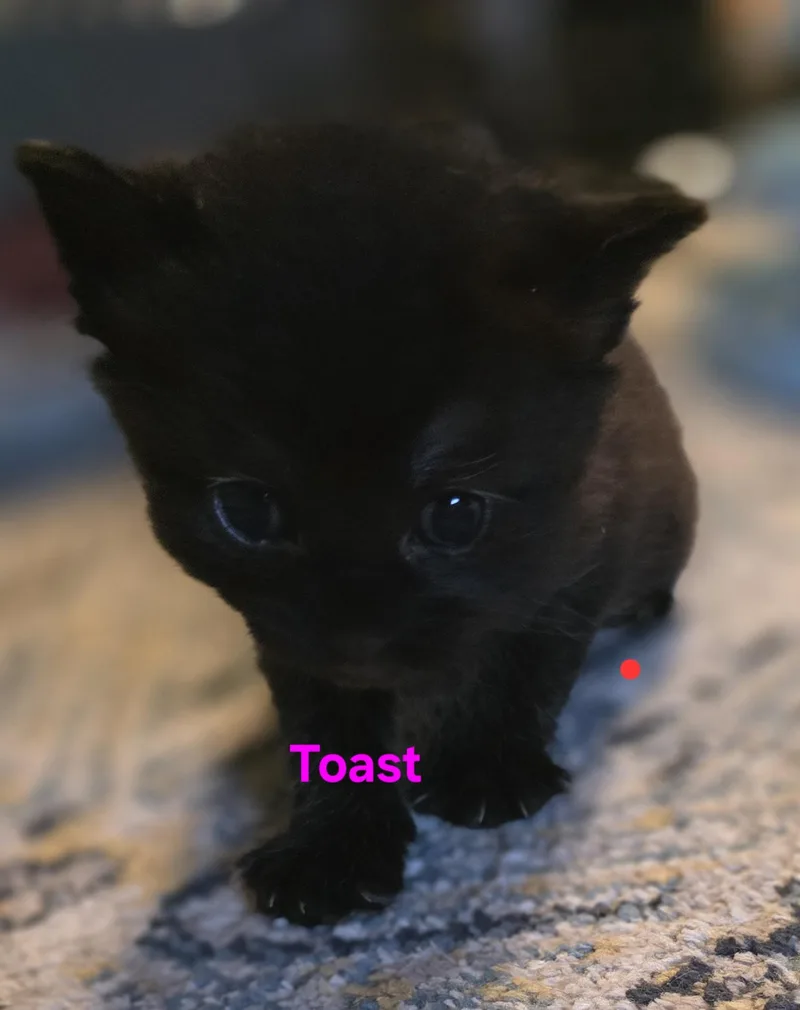 A baby medium-sized female Black Domestic Short Hair cat named Toast for adoption in Jamesville, NY