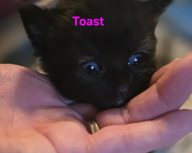 Toast thumbnail 2