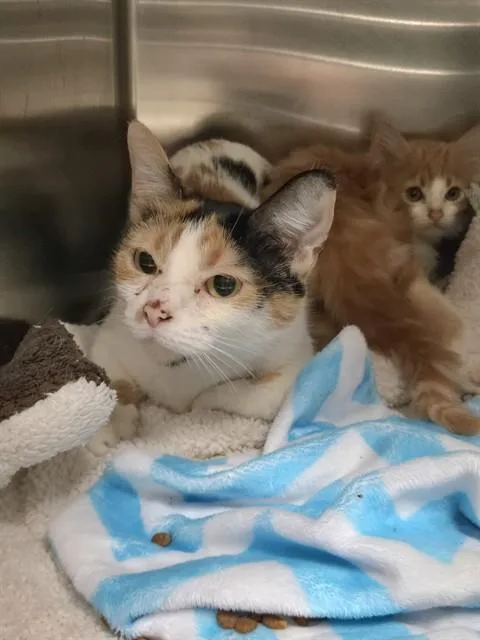 A young small-sized female Domestic Short Hair cat named Dorothy for adoption in Olivette, MO