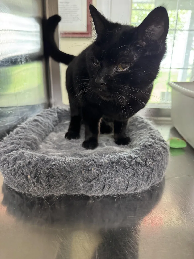 An adult medium-sized female Black Domestic Short Hair cat named Gaia for adoption in Austin, MN