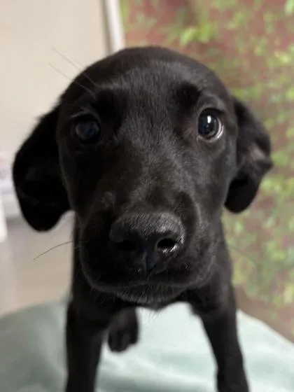 A young small-sized female Labrador Retriever dog named Aurora for adoption in San Antonio, TX