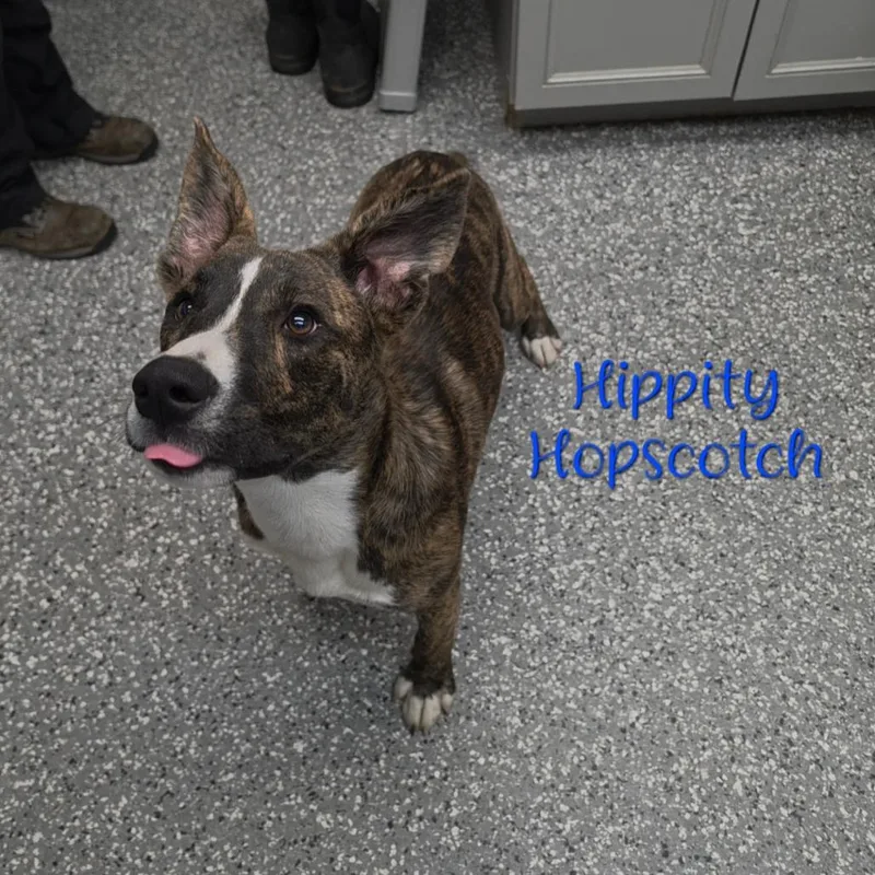 Hippity Hopscotch thumbnail 3