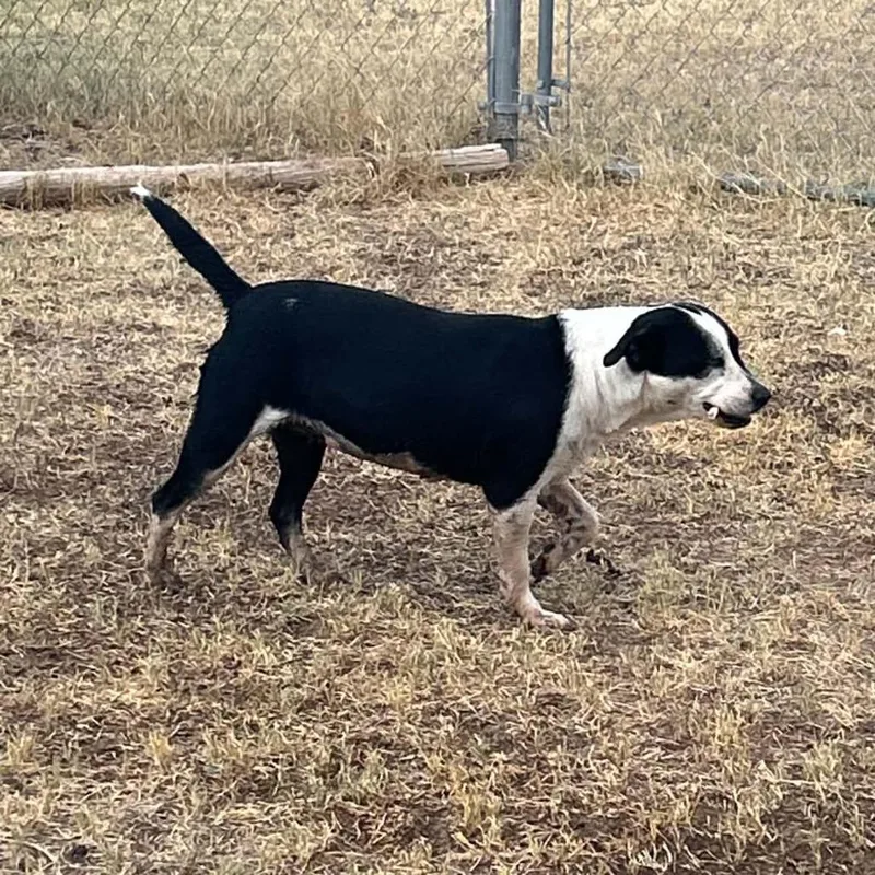 Sammy