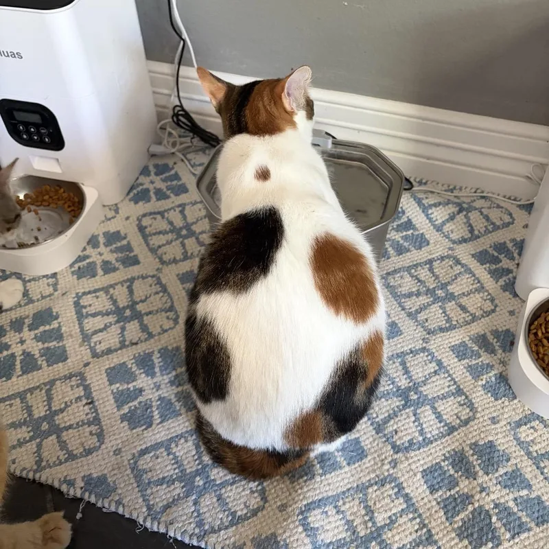 A young medium-sized female Calico Domestic Short Hair cat named Felicity for adoption in Houston, TX