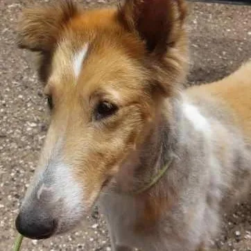An adult medium-sized female Sable Collie dog named Gracie for adoption in Riverside, CA