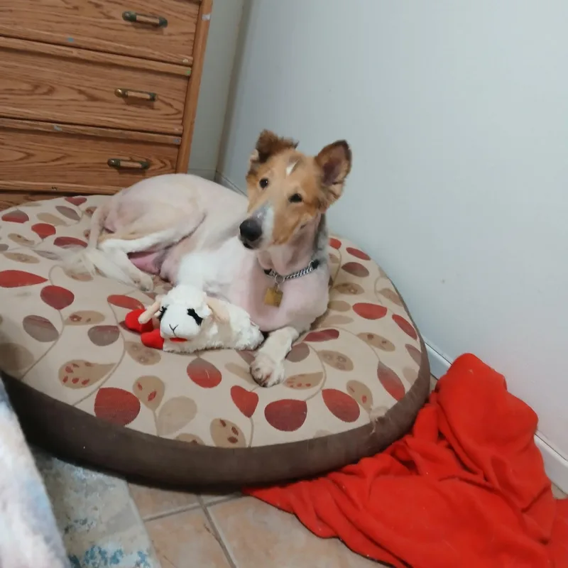Gracie thumbnail 2