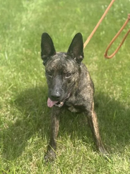 An adult medium-sized male Dutch Shepherd dog named Louie for adoption in Columbus, IN