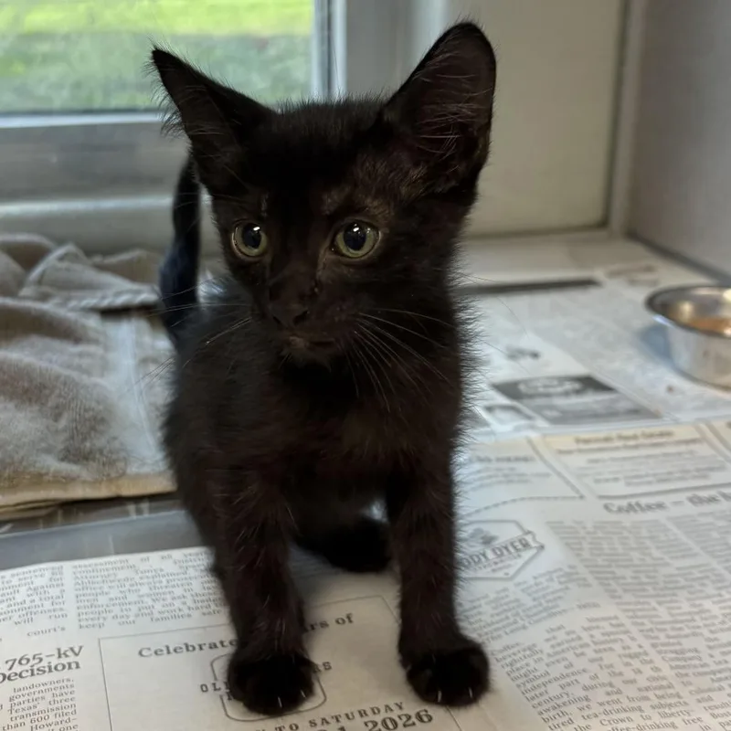 A baby small-sized male Black Domestic Short Hair cat named Briar for adoption in San Antonio, TX
