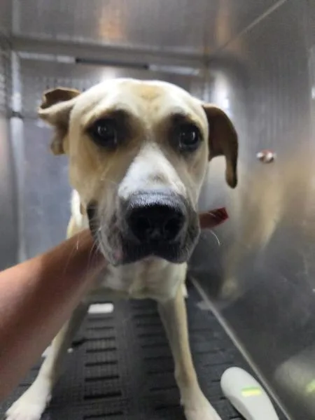 An adult large-sized male Labrador Retriever dog named Mustang for adoption in Austin, TX