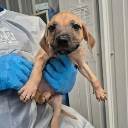 A baby large-sized female Rhodesian Ridgeback dog named Sierra for adoption in Morton Grove, IL