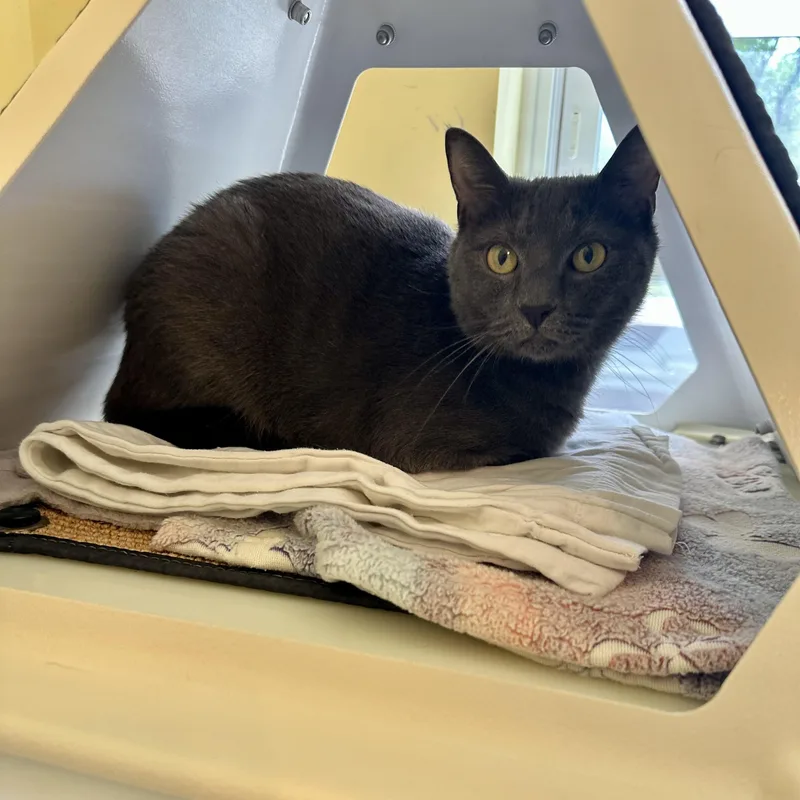 An adult medium-sized female Domestic Short Hair cat named Key Lime Pie for adoption in Reisterstown, MD