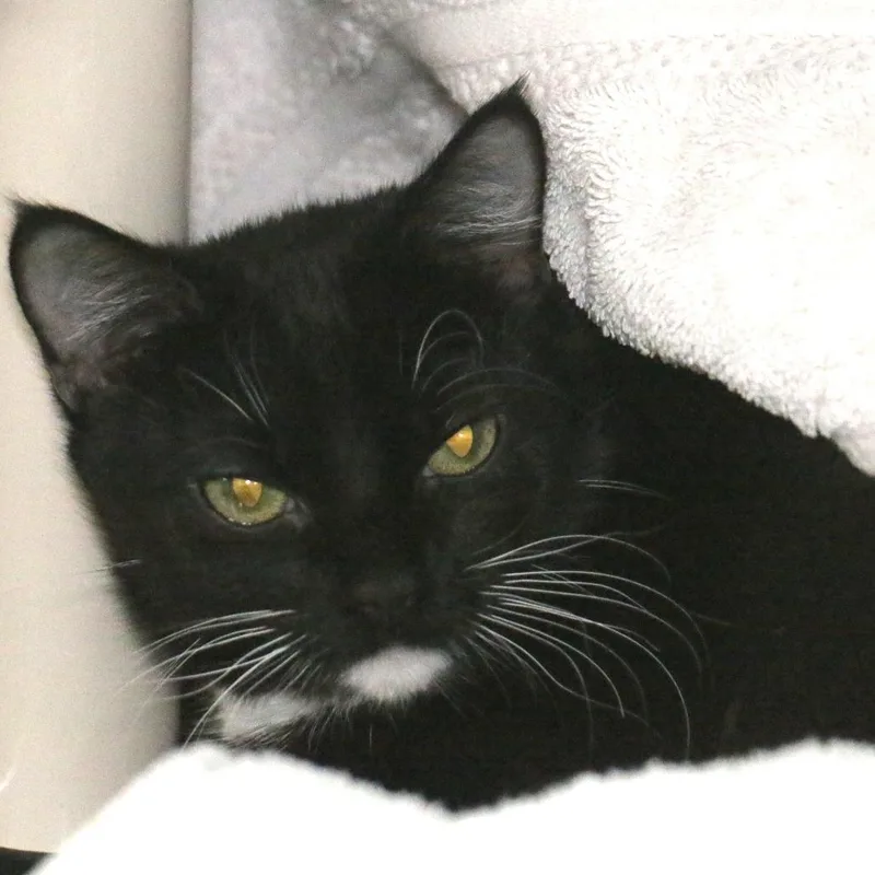 An adult medium-sized female Black Domestic Short Hair cat named Felicity for adoption in Pasadena, CA