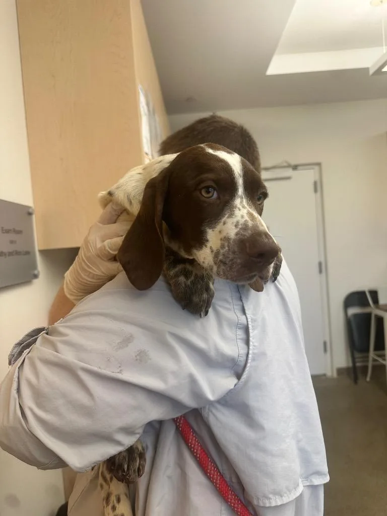 A baby medium-sized male German Shorthaired Pointer dog named Tracker for adoption in Hyde Park, NY