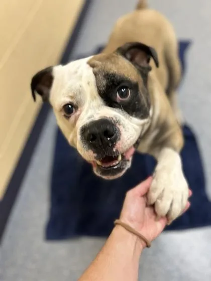 An adult large-sized male American Bulldog dog named Bob The Builder for adoption in Westland, MI