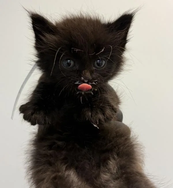 A baby small-sized male Domestic Long Hair cat named Hershey for adoption in San Diego, CA