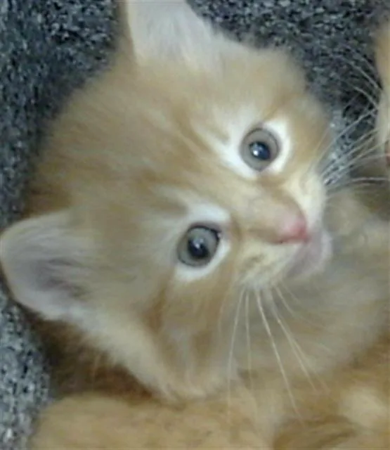 A baby medium-sized male Domestic Medium Hair cat named Jasper for adoption in Dallas, TX