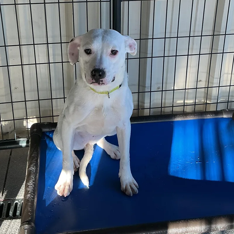 A young medium-sized female White / Cream Boxer dog named Lilo for adoption in thomson, GA