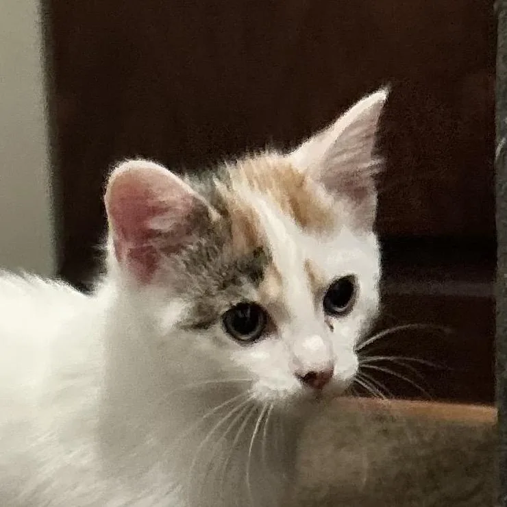 A baby small-sized female Calico Domestic Short Hair cat named Julianna for adoption in Carmel, IN
