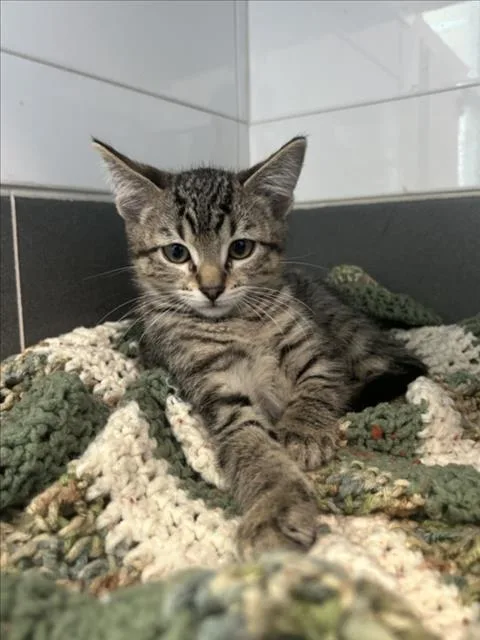 A baby small-sized male Domestic Short Hair cat named River for adoption in Loveland, CO