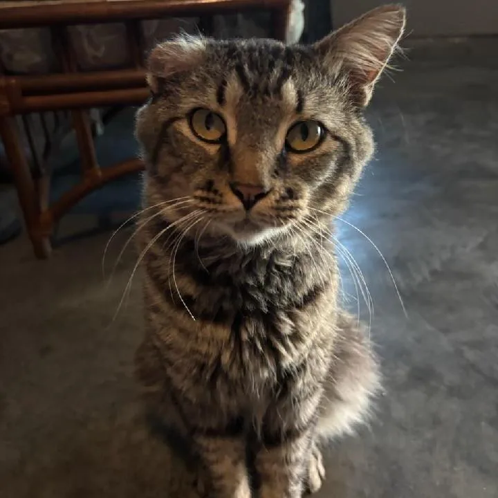 An adult medium-sized male Brown / Chocolate Siberian cat named Jr for adoption in Mount Vernon, IL