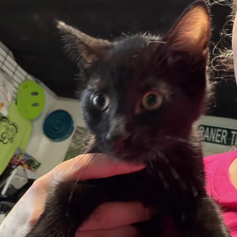 A baby small-sized male American Shorthair cat named Spike for adoption in mount vernon, AR