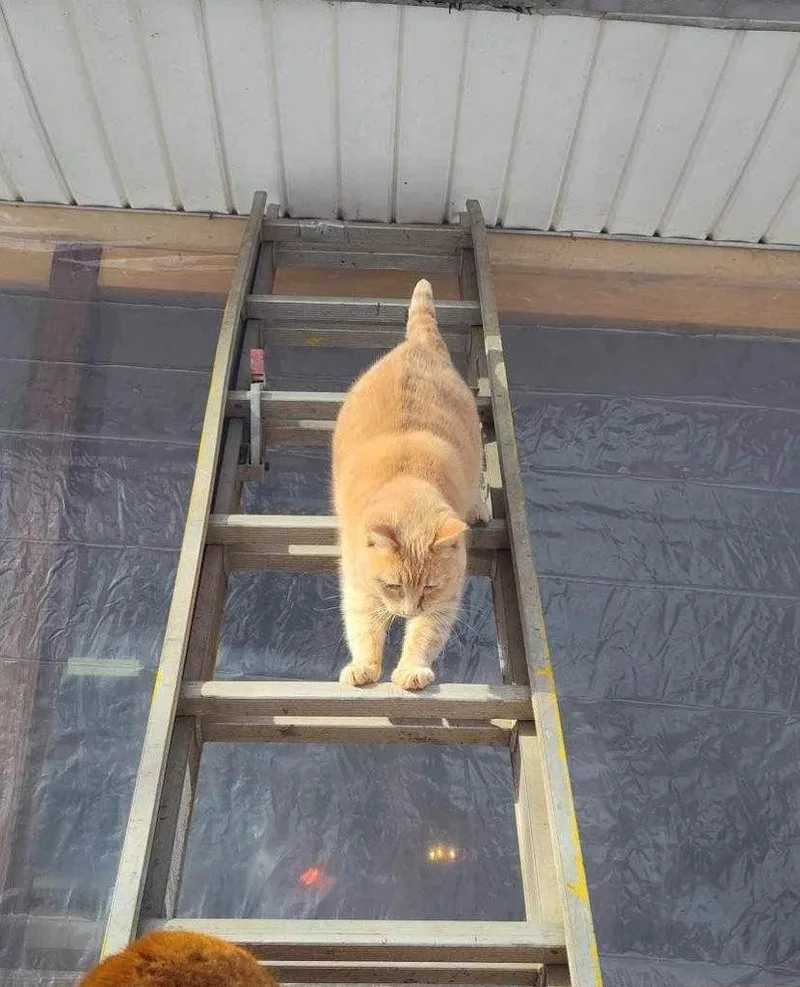 An adult medium-sized male Domestic Short Hair cat named Bean for adoption in Cromwell, KY