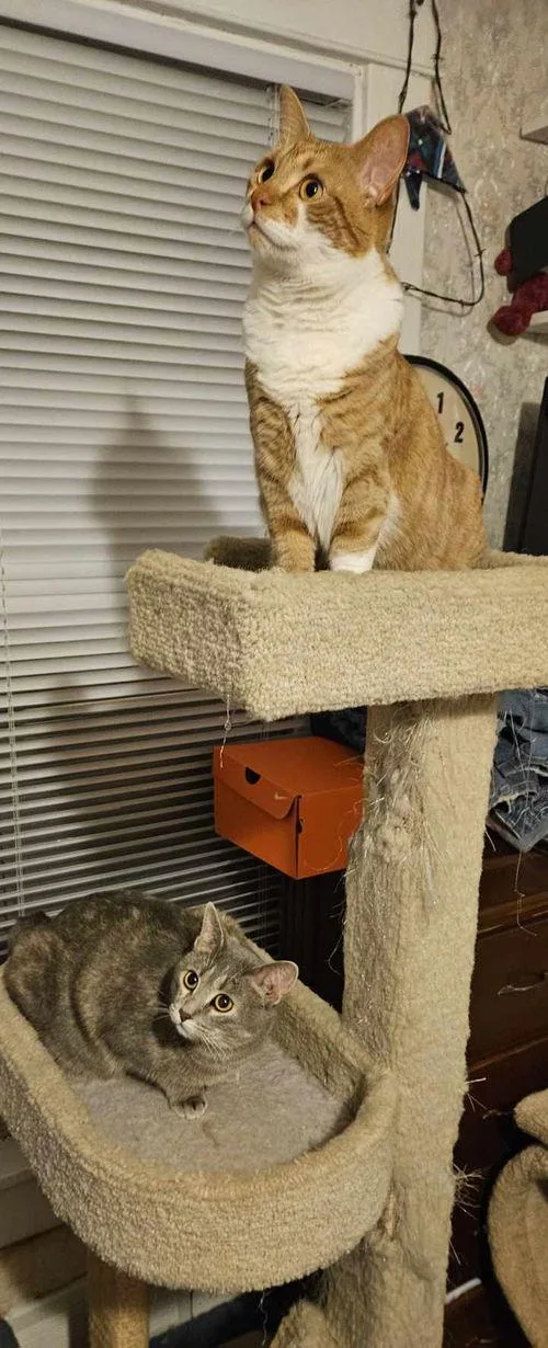 C.j.  Df thumbnail 3