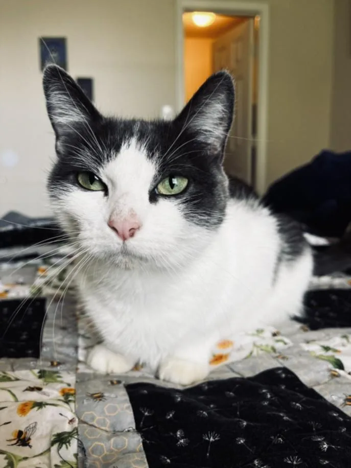 A young medium-sized female Domestic Short Hair cat named Asha for adoption in Derwood, MD