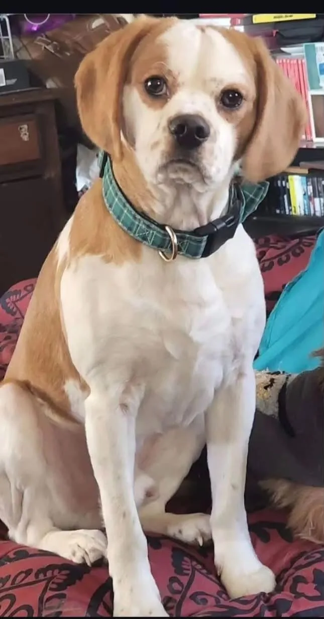 An adult small-sized male Beagle dog named Sammy for adoption in Wappingers Falls, NY
