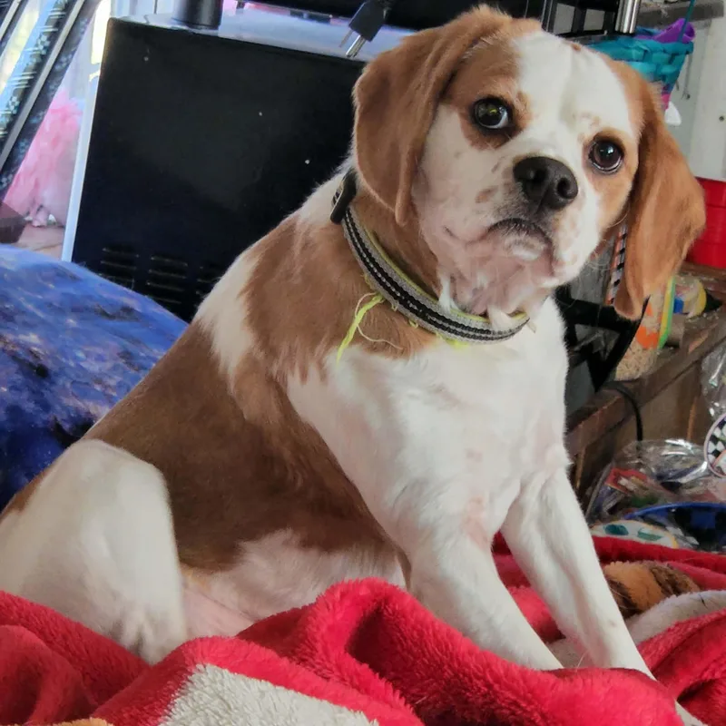 Sammy thumbnail 5