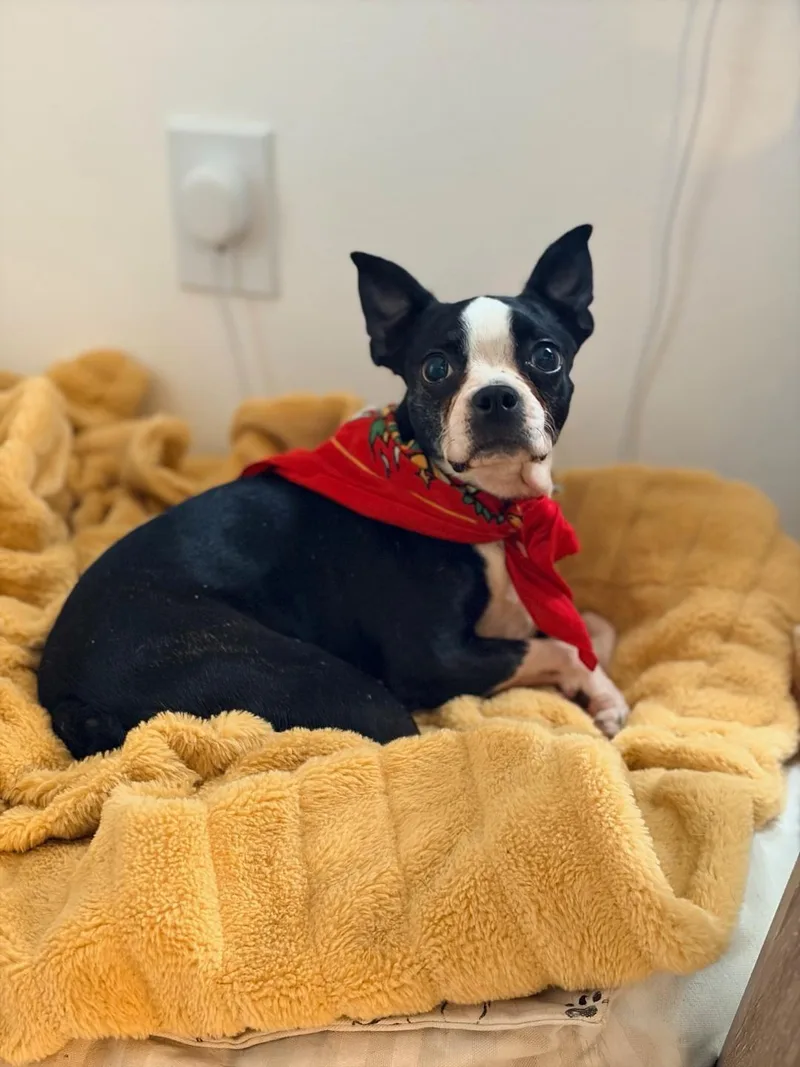 An adult small-sized female Black Boston Terrier dog named Joy in IA for adoption in Elkhorn, NE